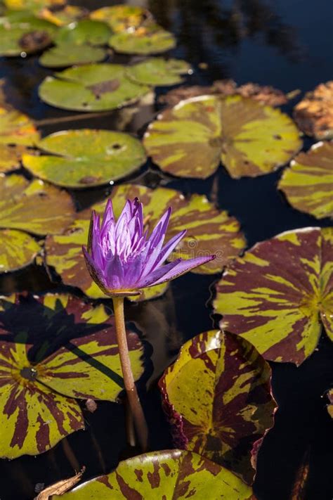 Blue Star Water Lily Nymphaea Nouchali Stock Image - Image of nymphaea, purple: 112236255