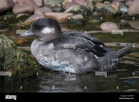 Very Close Profile View Of A Female Bufflehead Duck Climbing Out Of The