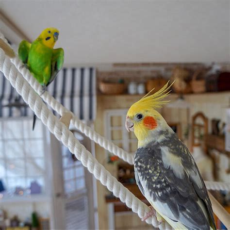 壁天井手編み籐籠小鳥さんオカメインコインコなどのインテリア実例 2018 05 22 205154