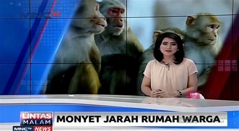 Gerombolan Monyet Liar Jarah Dan Rusak Rumah Warga Video Dailymotion