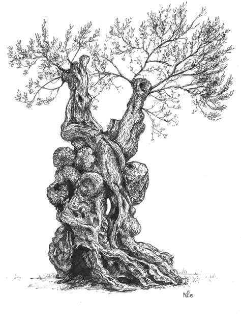 Pen And Ink Tree Drawing At Getdrawings Free Download