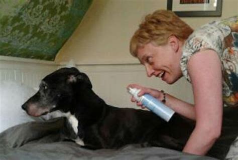 Jeffrey Welch's Blog: How to Treat a Dog Abscess at Home (My Dog’s Was HUGE!)