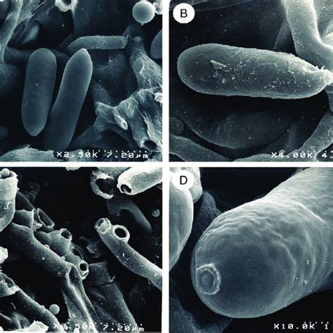 Colony Morphology Of Isolates Of Colletotrichum Clavatum Sp Nov Grown