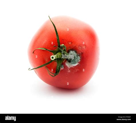 Rotten Tomato Hi Res Stock Photography And Images Alamy