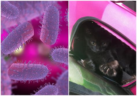Ten People In Treatment As Kitten Tests Positive For 'New' Rabies