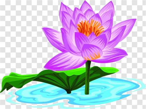 Nelumbo Nucifera Cartoon Flora Lotus Material Transparent PNG