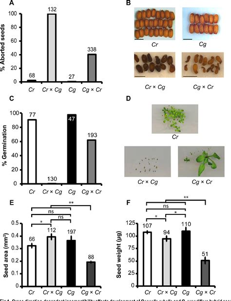 Figure 1 From Non Reciprocal Interspecies Hybridization Barriers In The Capsella Genus Are