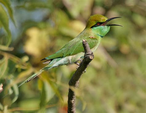 Coraciiformes - Kingfishers, Hornbills Photo Gallery | Wildlife Journal ...