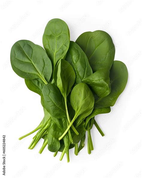 Bundle Of Fresh Spinach Isolated On Transparent And White Background