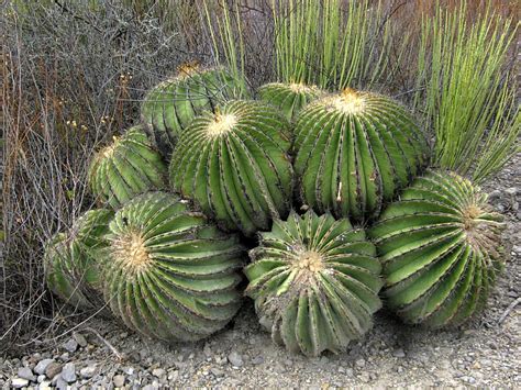 Wirikuta Un Tesoro Natural Y Cultural En Peligro En El D A Nacional De