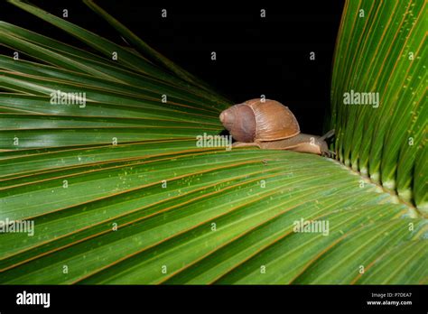 Escargot Terrestre Megalobulimus Sp Rampe Sur La Feuille Verte De