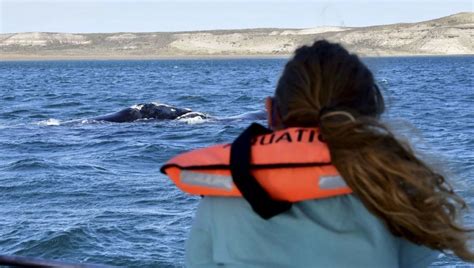 En Fotos Comenz La Temporada De Avistajes De Ballenas En Puerto Madryn