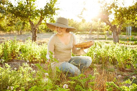 Woman Farmer Picking Calendula Flowers On Organic Farm By Stocksy