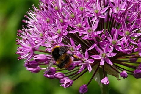 Graauw Door Edy Van Vliembergen Graauw Hommel Op Bloem Omroep