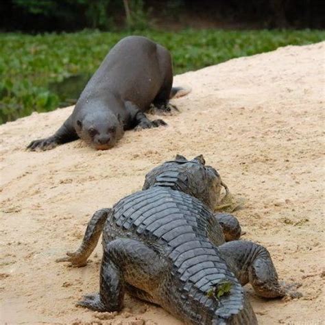 Giant Otters are terrifying | カワウソ, 面白いペット, ワニ