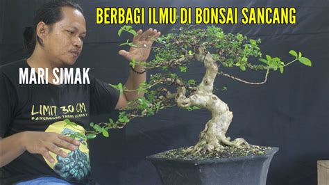 Berbagi Ilmu Di Bonsai Sancang YouTube