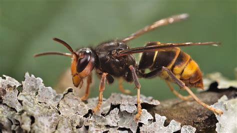 Invasive Yellow Legged Hornet Spotted In Georgia Is A Honey Bee Predator Related To Murder