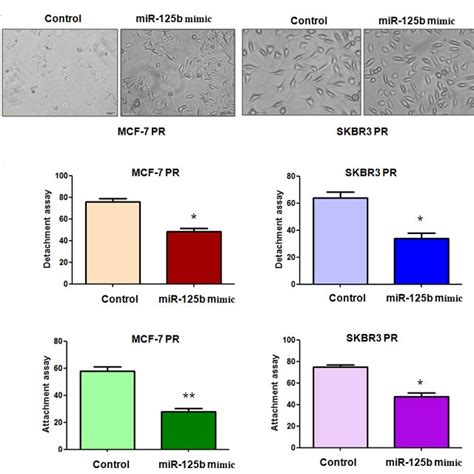 Up Regulation Of Mir B Or Depletion Of Sema C Enhanced Pr Cells To