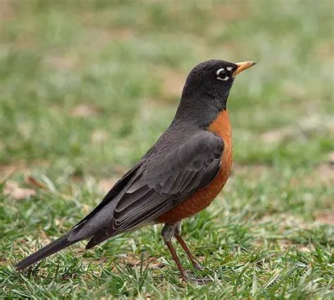 Michigan State Bird | Robin