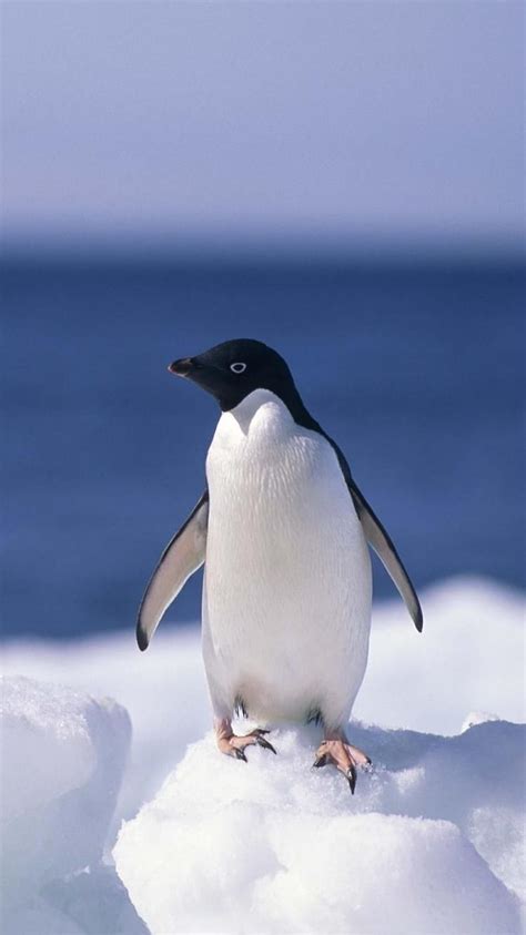 Penguin Wallpaper Iphone