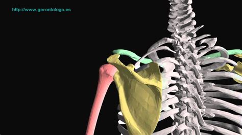 Anatomia Del Hombro Humano