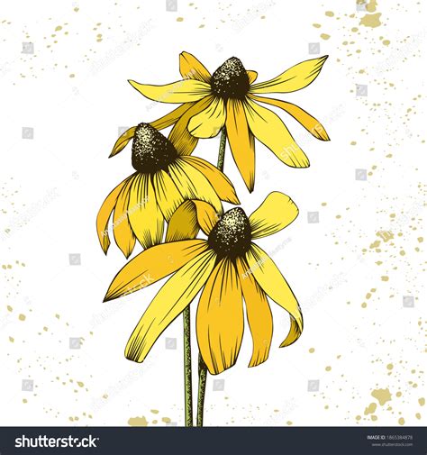 Yellow Rudbeckia Flowers Hand Drawn Vector Stock Vector (Royalty Free