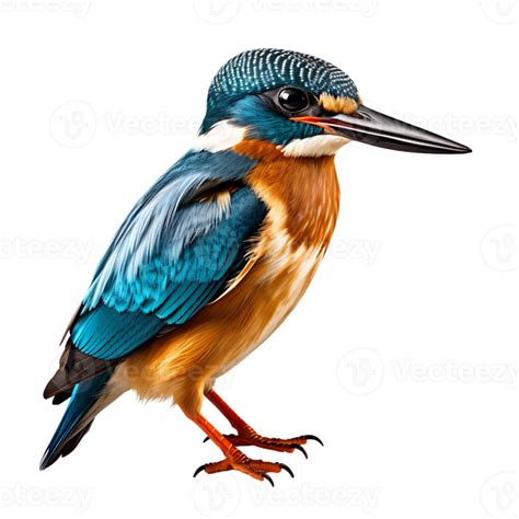 Beautiful Kingfisher Bird On Transparent Background Ai Generated