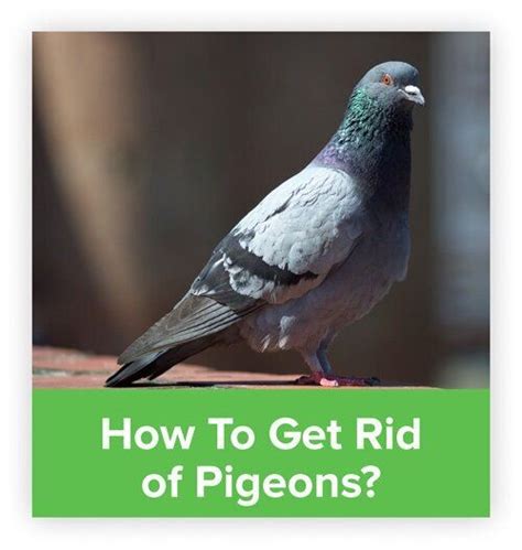 How To Get Rid Of Pigeons Overview Of All Available Solutions Get Rid