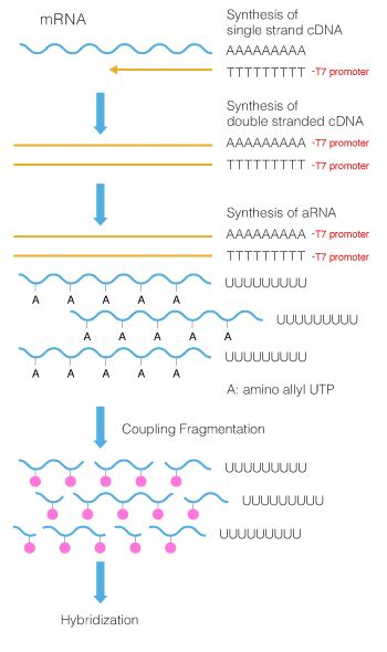 Protocols For Gene Expression Analysis 3d Gene® Toray Dna Chips Toray