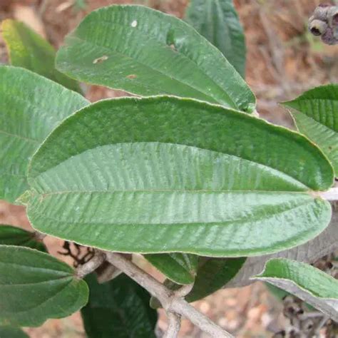 Ch De Folha De Canela Como Fazer Para Que Serve Mundo Ecologia