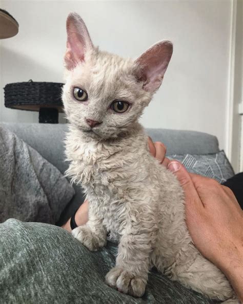 Selkirk Rex Cattery On Instagram Sosa With Daddy” 😉” Rex Cat