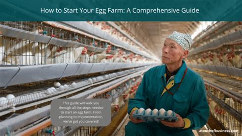 How to Start Your Egg Farm: A Comprehensive Guide