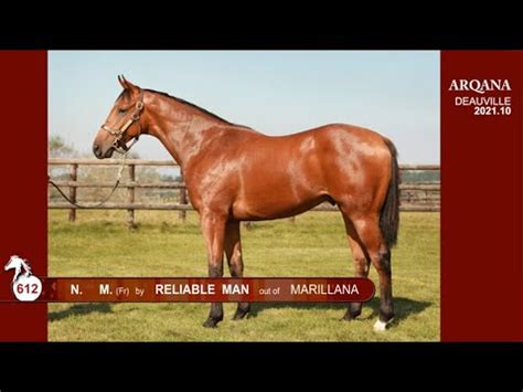 Arqana N M Reliable Man X Marillana Pr Sent Par Le