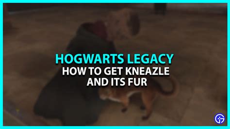 Hogwarts Legacy Kneazle Guide: How To Get This Beast & Its Fur?