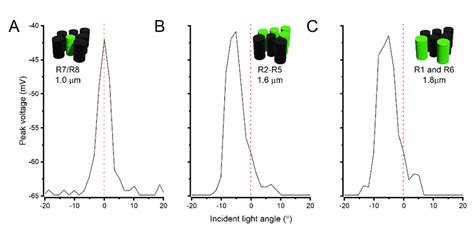 Fig S49 R1 R7 8 Photoreceptor Receptive Fields Rfs Based On Download Scientific Diagram