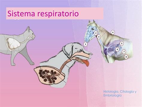 Histología Sistema Respiratorio Diana Beltran uDocz