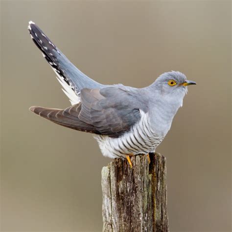 Cuckoo | BTO - British Trust for Ornithology