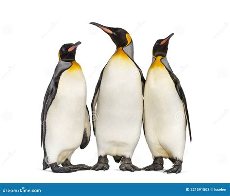 Group Of King Penguins On Pinguino Rey En Tierra Del Fuego Royalty Free