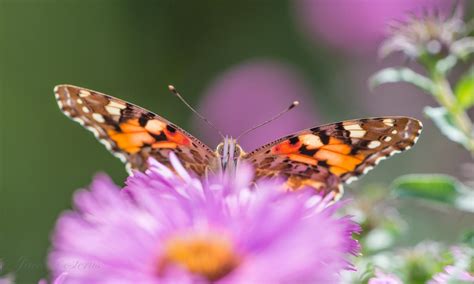 Painted Lady Butterfly Conservation