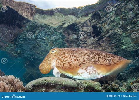 Cuttlefish Hovering Above Coral Reef Stock Photo Image Of Change