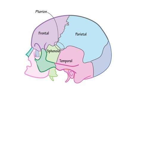 Gross Anatomy Glossary Skull Lateral View Draw It To Know It