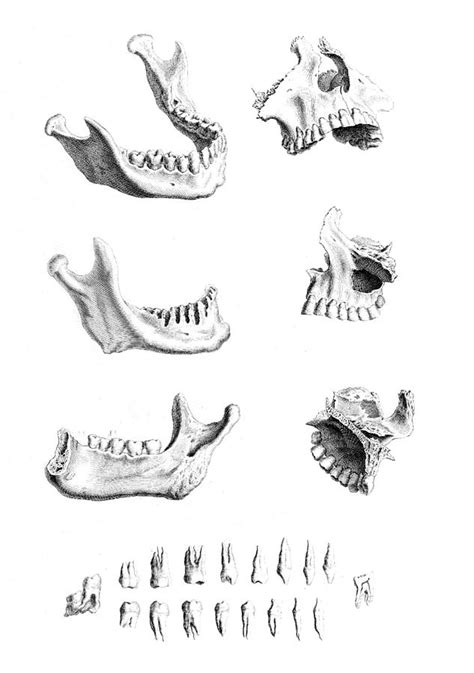 William Cheselden Osteographia 1733 Photograph By Science Source