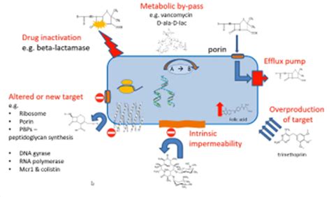 Antibiotic Resistance Flashcards Quizlet