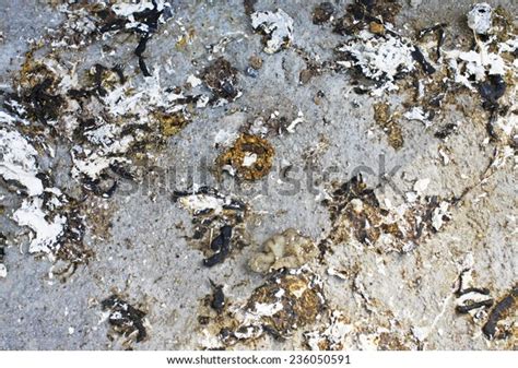 Bird Feces Stock Photo 236050591 Shutterstock