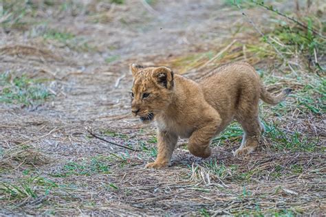 Brown Lion Cub Walking on Brown Grass · Free Stock Photo