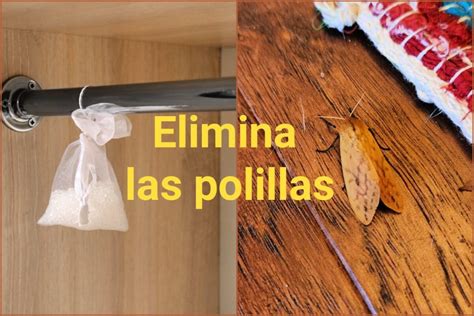 Descubre El M Todo Infalible Para Acabar Con La Plaga De Polillas En Tu