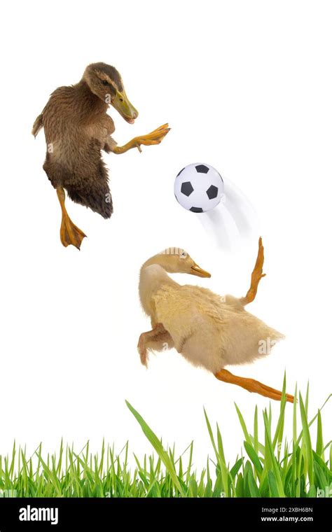 two ducks playing football on a white background Stock Photo - Alamy