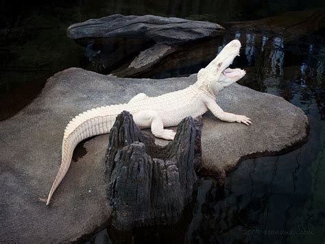 White Crocodile | Crocodile animal, Rare albino animals, Albino animals