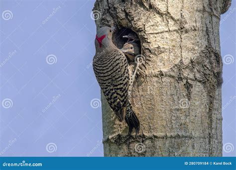 Northern Flicker Feeding Its Young Stock Photo - Image of nature ...