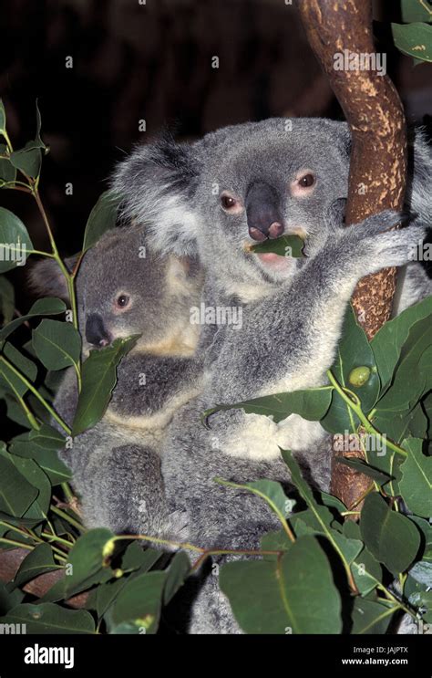 Koala Phascolarctos Cinereus Mutter Tier jung Rücken Carry